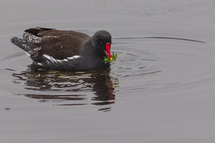  Gallinula chloropus in icy water